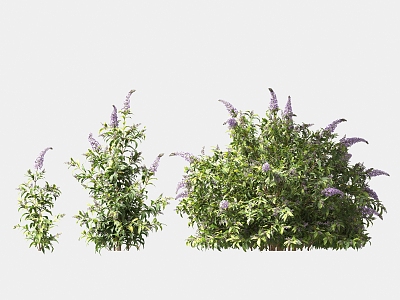 Greening shrubs garden green plants 3d model