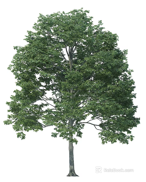 Tall Arbor With Lush Green Foliage And Dense Branches In Natural Scene 3d model 