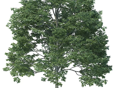 Tall Arbor With Lush Green Foliage And Dense Branches In Natural Scene 3d model
