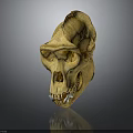Fossilized Ancient Primate Animal Skull With Detailed Bone Structure And Visible Teeth