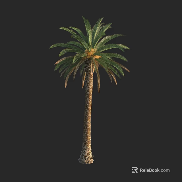 Tall Palm Tree With Green Fronds And Textured Trunk In Isolated Background 3d model