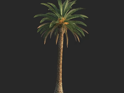 Tall Palm Tree With Green Fronds And Textured Trunk In Isolated Background 3d model