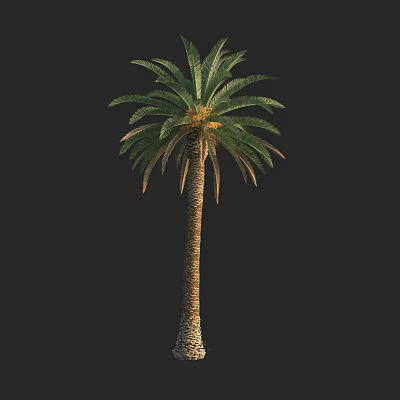 Tall Palm Tree With Green Fronds And Textured Trunk In Isolated Background 3d model