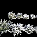 Snow Covered Shrubs In Winter Landscape With Different Sizes And Green Foliage