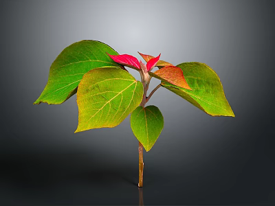 Vibrant Plant with Green and Red Leaves and Fresh Foliage on Dark Background 3d model