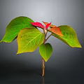 Vibrant Plant with Green and Red Leaves and Fresh Foliage on Dark Background