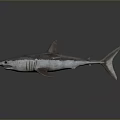 Realistic Gray Shark With Streamlined Body And Sharp Fins In Marine Life