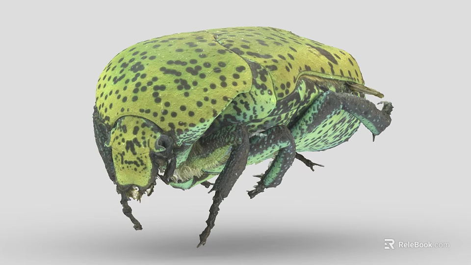 Close Up Of Green Beetle With Yellowish Green Body Black Spots And Rounded Exoskeleton 3d model 