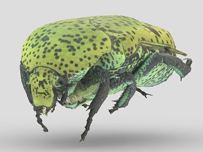 Close Up Of Green Beetle With Yellowish Green Body Black Spots And Rounded Exoskeleton 3d model