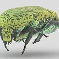 Close Up Of Green Beetle With Yellowish Green Body Black Spots And Rounded Exoskeleton
