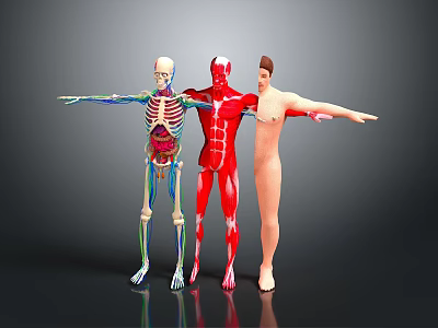 Human Body Models Skeleton With Organs Muscle Structure And Hair Details Arms Extended In Gray Background 3d model