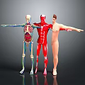 Human Body Models Skeleton With Organs Muscle Structure And Hair Details Arms Extended In Gray Background