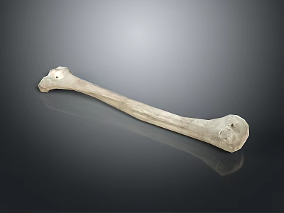 Ancient Long Bone Specimen With Natural Texture On Dark Background 3d model