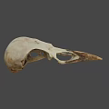 Detailed Close Up View Of Avian Skull With Natural Bone Structure