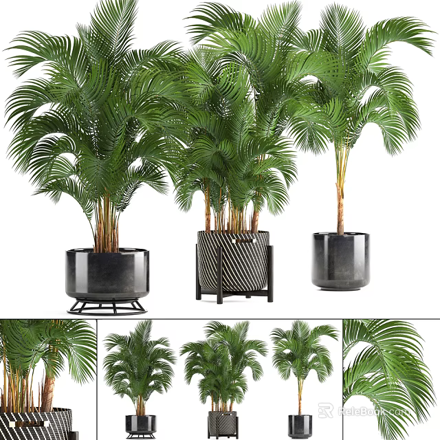 Potted Palm Plants with Modern Black Planters and Decorative Stands for Indoor Decoration 3d model 