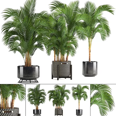 Potted Palm Plants with Modern Black Planters and Decorative Stands for Indoor Decoration 3d model