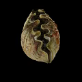 Symbiotic Marine Plant Algae Growing On Giant Clam Shell With Wavy Patterns And Green Hues