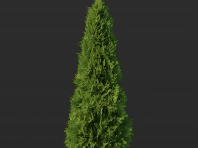 Tall Evergreen Arbor with Lush Green Foliage and Upright Structure in Dark Background 3d model