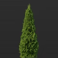 Tall Evergreen Arbor with Lush Green Foliage and Upright Structure in Dark Background