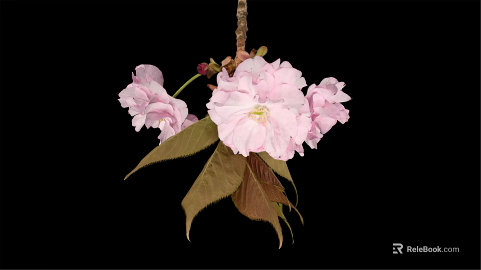 Beautiful Pink Cherry Blossom Flower Cluster With Fresh Leaves And Black Background 3d model 