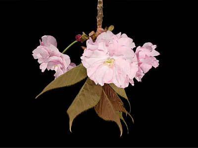 Beautiful Pink Cherry Blossom Flower Cluster With Fresh Leaves And Black Background 3d model