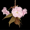 Beautiful Pink Cherry Blossom Flower Cluster With Fresh Leaves And Black Background