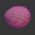 Spiny Scallop Shell With Red And White Stripes On Dark Background