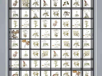 Diverse Dried Plant Specimens Arranged in Grid Display Layout 3d model