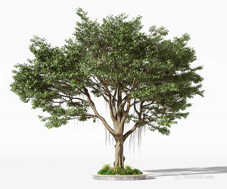 Lush Foliage Arbor With Thick Trunk Numerous Branches Aerial Roots And Circular Grass Base 3d model 