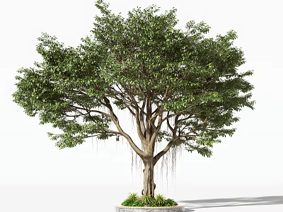 Lush Foliage Arbor With Thick Trunk Numerous Branches Aerial Roots And Circular Grass Base 3d model