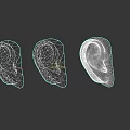 Three Human Ear 3D Models in Light Brown on Dark Background 3d model