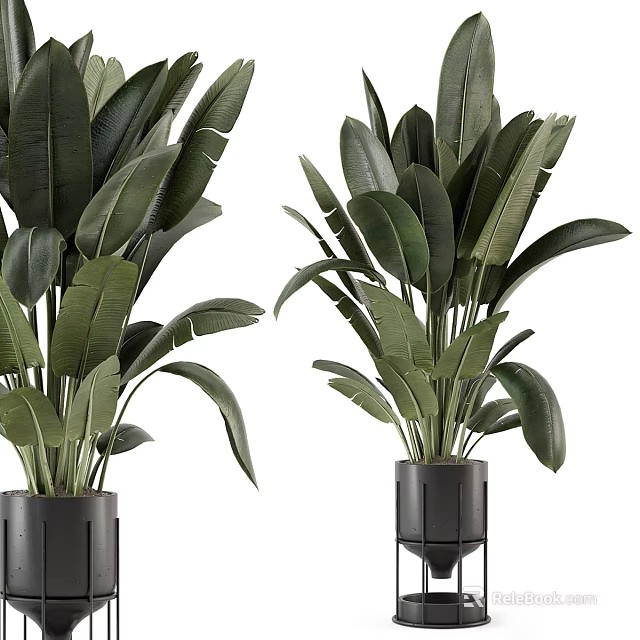 Large Green Plants With Broad Leaves In Black Pots On Stands 3d model 