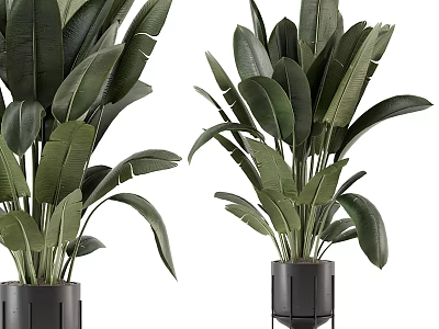 Large Green Plants With Broad Leaves In Black Pots On Stands 3d model
