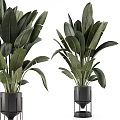 Large Green Plants With Broad Leaves In Black Pots On Stands