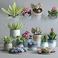 Succulent Potted Plants with Various Colorful Decorative Pots and Diverse Varieties