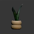 Green Leaf Plant In Terracotta Double Layered Pot With Dark Background