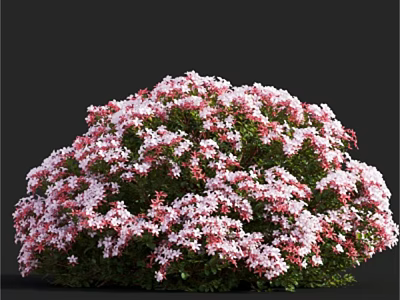 Lush Flowering Bush with Pink and White Blooms and Green Foliage 3d model
