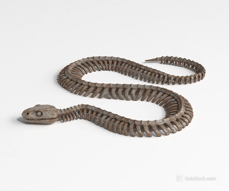 Detailed Snake Skeleton Display With Articulated Bone Structure And Coiled Body 3d model 