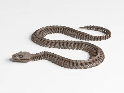 Detailed Snake Skeleton Display With Articulated Bone Structure And Coiled Body 3d model