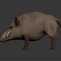 Realistic 3D Model of Light Brown Wild Boar With Tusks on Dark Background