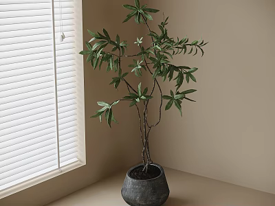 Lush Leafy Bonsai Plant with Multiple Branches in Gray Ceramic Pot by Window with Blinds 3d model
