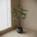 Lush Leafy Bonsai Plant with Multiple Branches in Gray Ceramic Pot by Window with Blinds