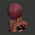 Abdominal Organs 3D Anatomical Model Showing Detailed Structure And Blood Vessels