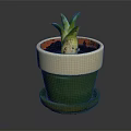 Small Green Plant with Thick Leaves in Green and White Ceramic Pot with Tray