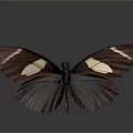 Dark Brown Butterfly With White Spots On Spread Wings Against Dark Smooth Background