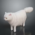 Fluffy White Long Haired Cat Standing Gracefully On Smooth Reflective Surface With Side View 3d model