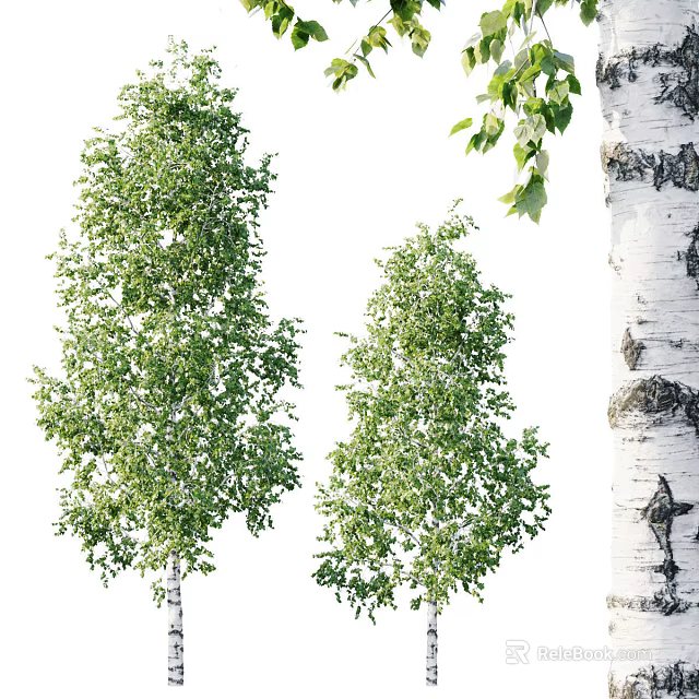 Birch Trees With Lush Green Leaves And White Bark In Natural Setting 3d model 