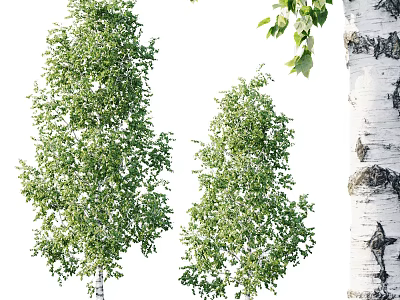 Birch Trees With Lush Green Leaves And White Bark In Natural Setting 3d model