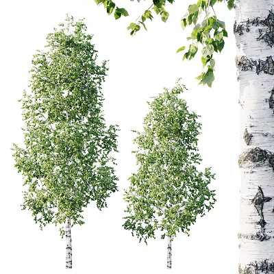 Birch Trees With Lush Green Leaves And White Bark In Natural Setting 3d model