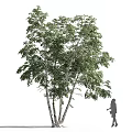 Arbor Featuring Lush Green Leaves With Little Girl Silhouette Standing Beside